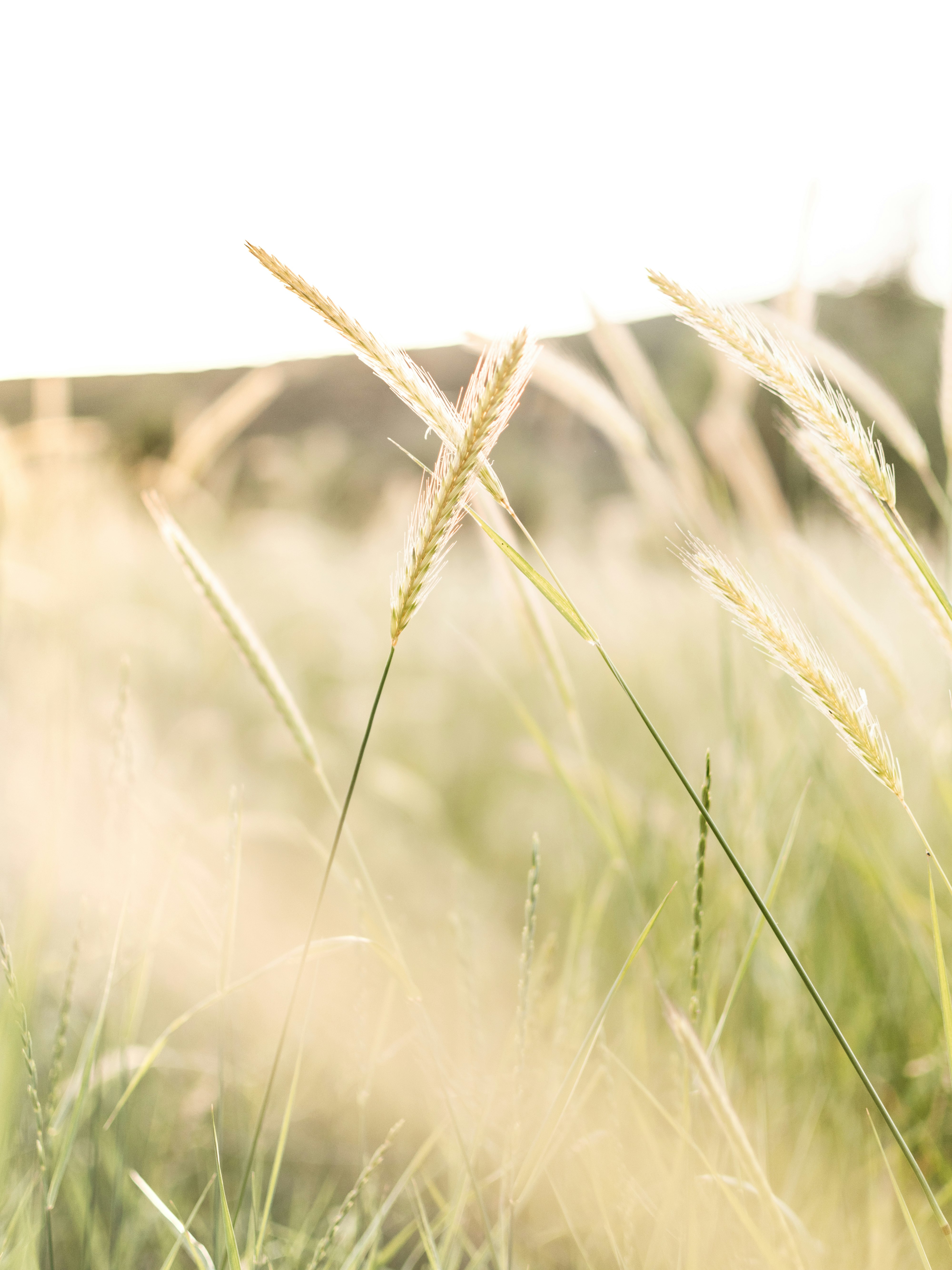 brown wheat in close up photography